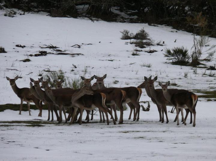 Casa Rural Ruralba Alba de los Cardaños Εξωτερικό φωτογραφία